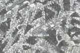 Fossil Graptolite Cluster (Didymograptus) - Great Britain #103422-1